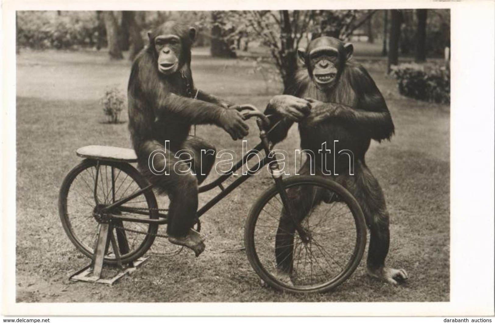 ** T1 Kerékpározni Tanuló Csimpánzok, Kiadja Budapest Székesfőváros állat- és Növénykertje / Chimpanzee Riding A Bicycle - Ohne Zuordnung