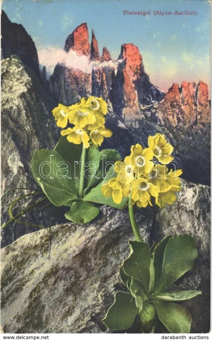 ** T1/T2 Platenigel (Alpen-Aurikel) / Primula Auricula, Mountain Flower - Unclassified