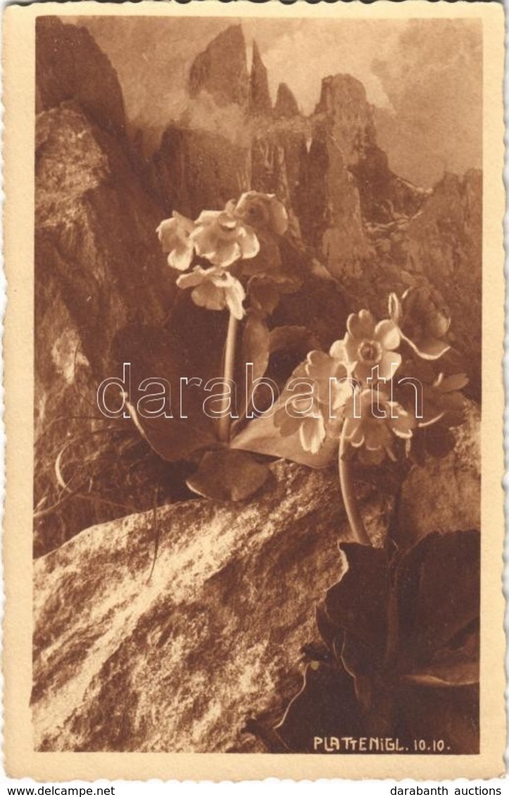 ** T1 Plattenigl (Alpenaurikel) / Primula Auricula, Mountain Flower - Unclassified