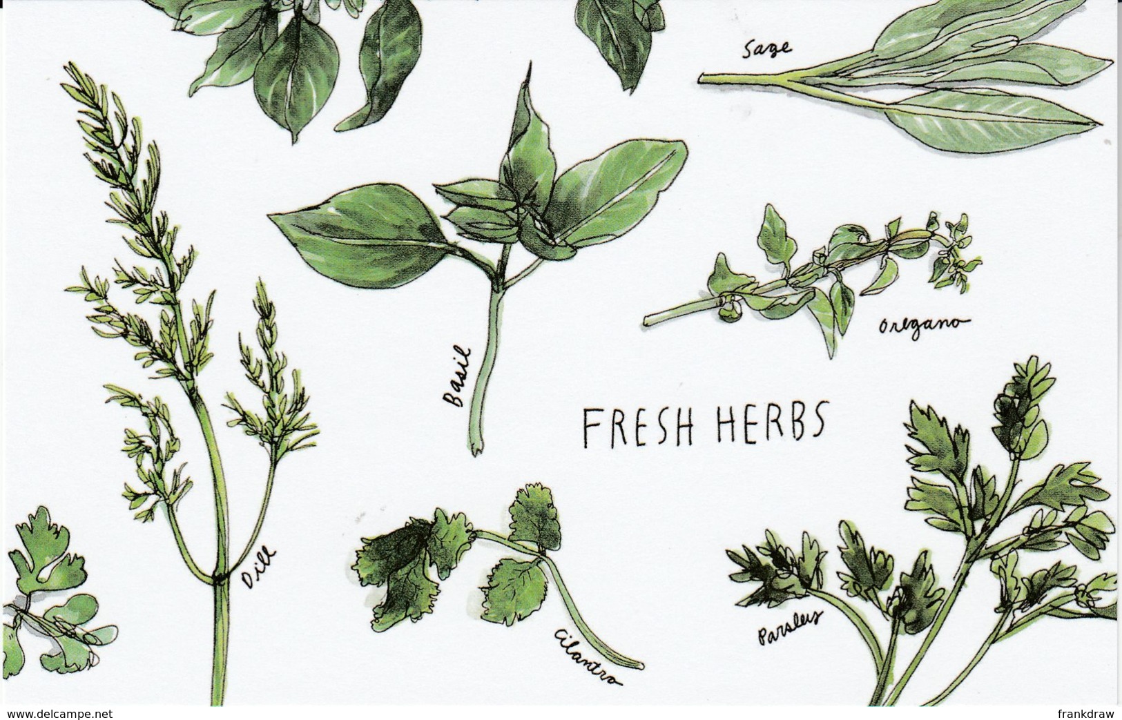 Postcard - Art - Wendy MacNaughton - Fresh Herbs - New - Unclassified