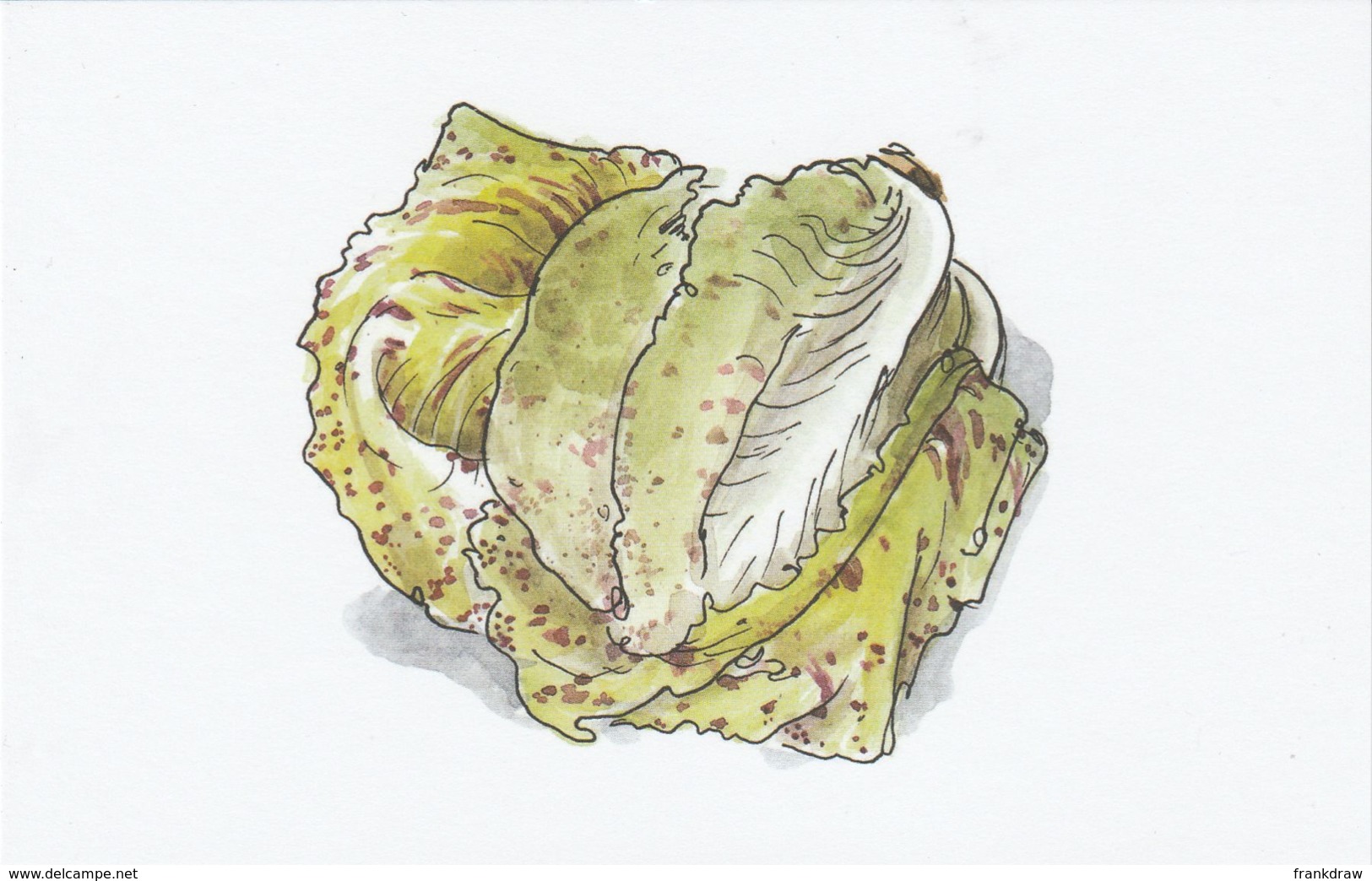 Postcard - Art - Wendy MacNaughton - Green Spotted Lettuce - New - Unclassified