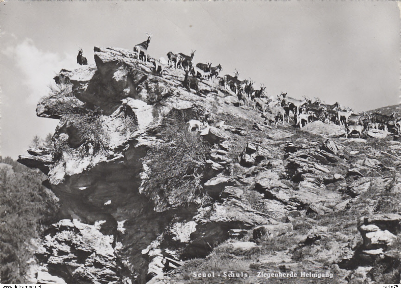 Suisse - Scuol Schuls - Ziegenherde Heimgang - Troupeau De Chèvres - Scuol