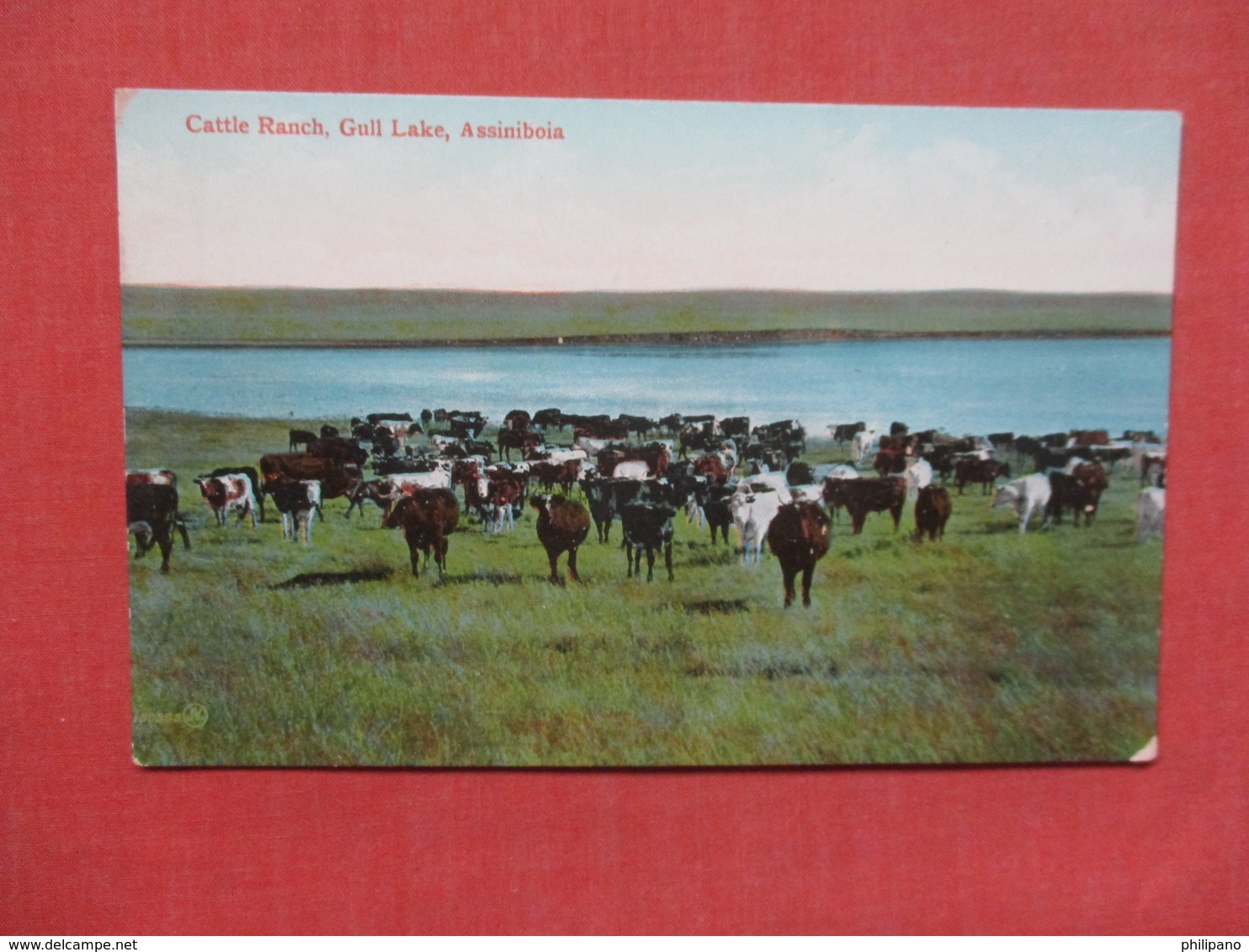 Cattle Ranch  Gull Lake ASSINIBOIA   Ref 3767 - Other & Unclassified