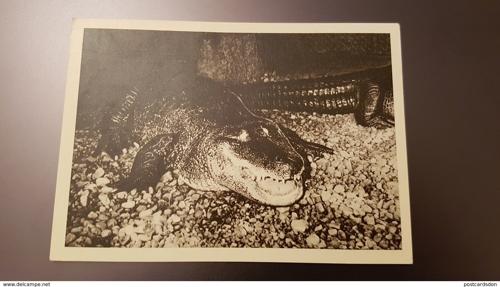 Riga Zoo - Old Soviet Postcard - 1960s - Alligator - Letland
