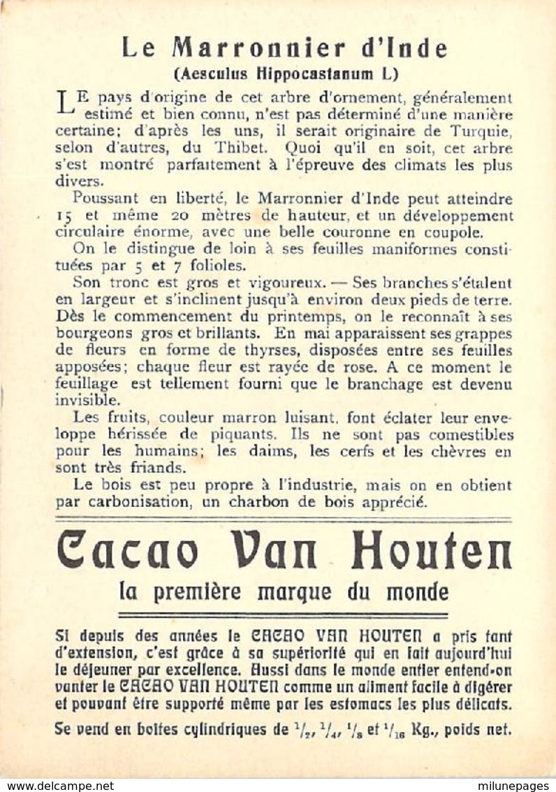Grand Chromo Cacao Chocolat Van Houten Maronnier D'Inde - Van Houten