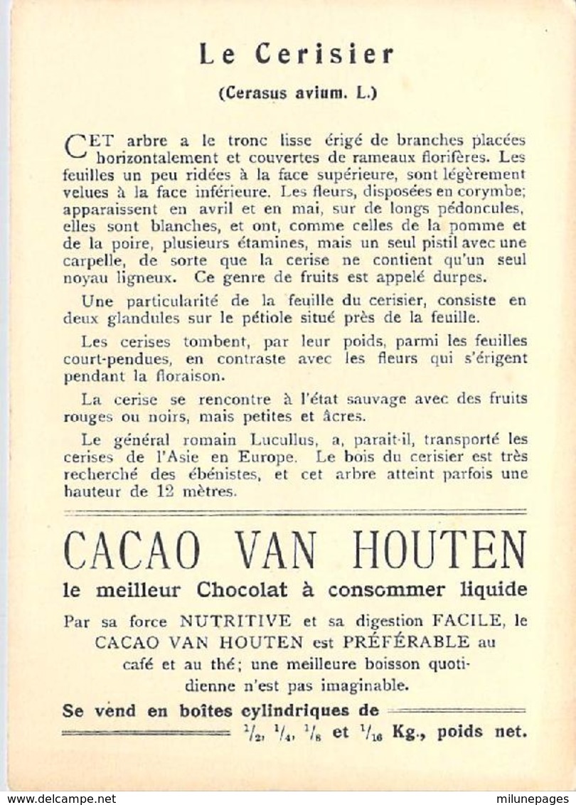 Grand Chromo Cacao Chocolat Van Houten Cerisier - Van Houten