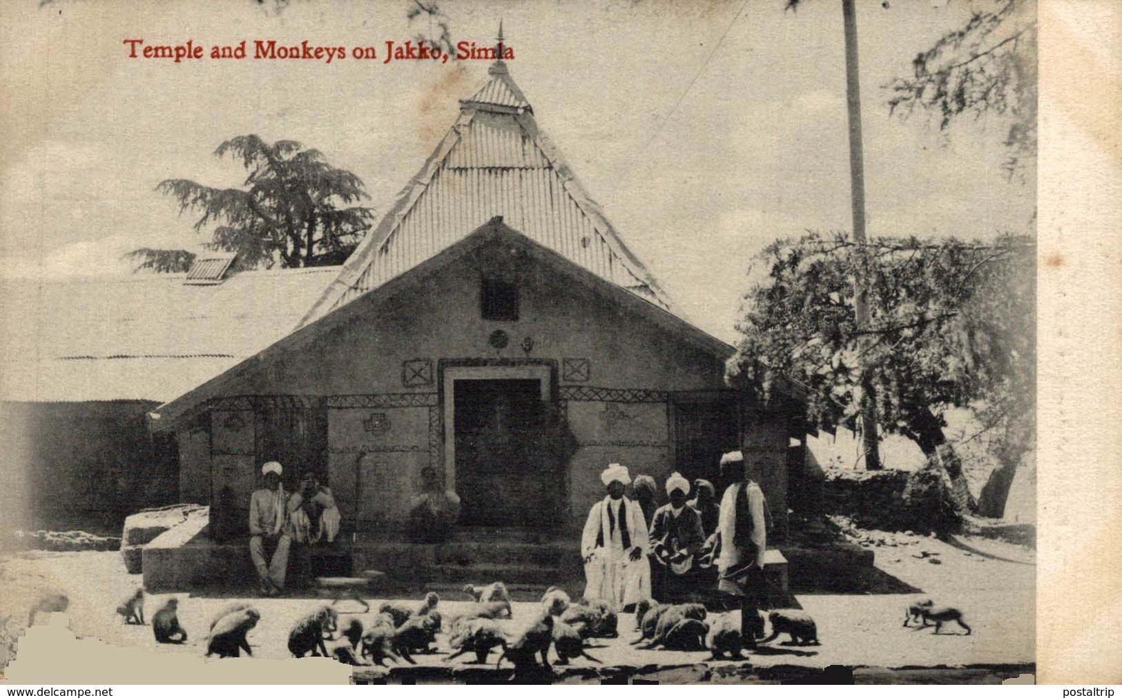 INDIA // INDE. TEMPLE AND MONKEYS ON JAKKO, SIMLA - India