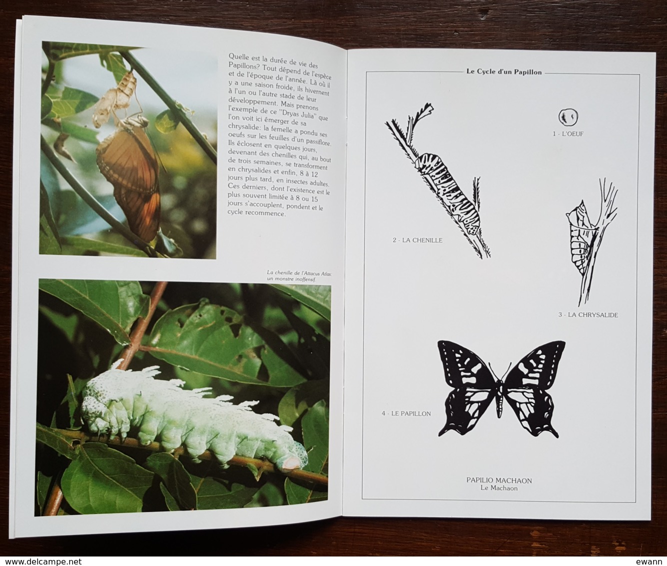 FDC Sur Document 2010 - YT N°4497 - NATURE / FAUNE / LES PAPILLONS - HAUTE GOULAINE - 2010-2019