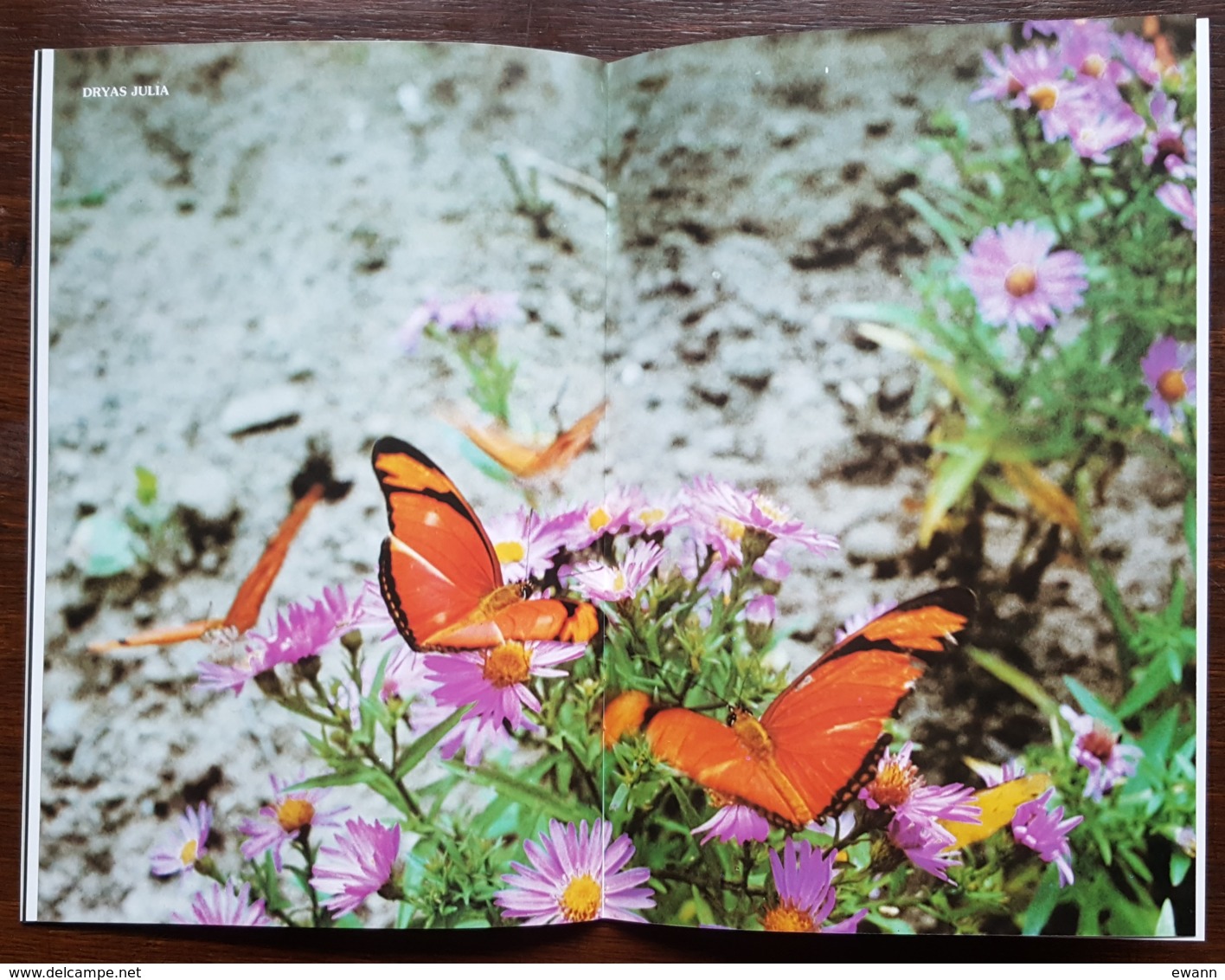 FDC sur document 2010 - YT n°4497 - NATURE / FAUNE / LES PAPILLONS - HAUTE GOULAINE