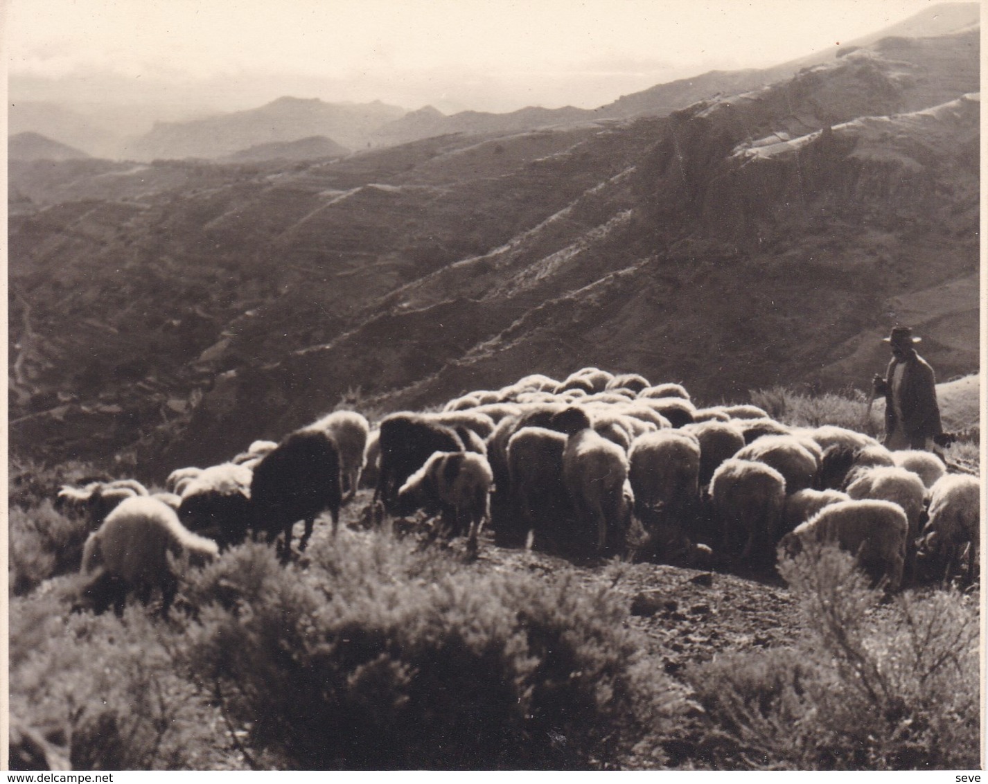 CANARIES  GRAN CANARIA Crue De TEJEOA Troupeau Moutons  1956 Photo Amateur Format 7,5 X 5,5 Cm Tirage Années '30 - Lieux