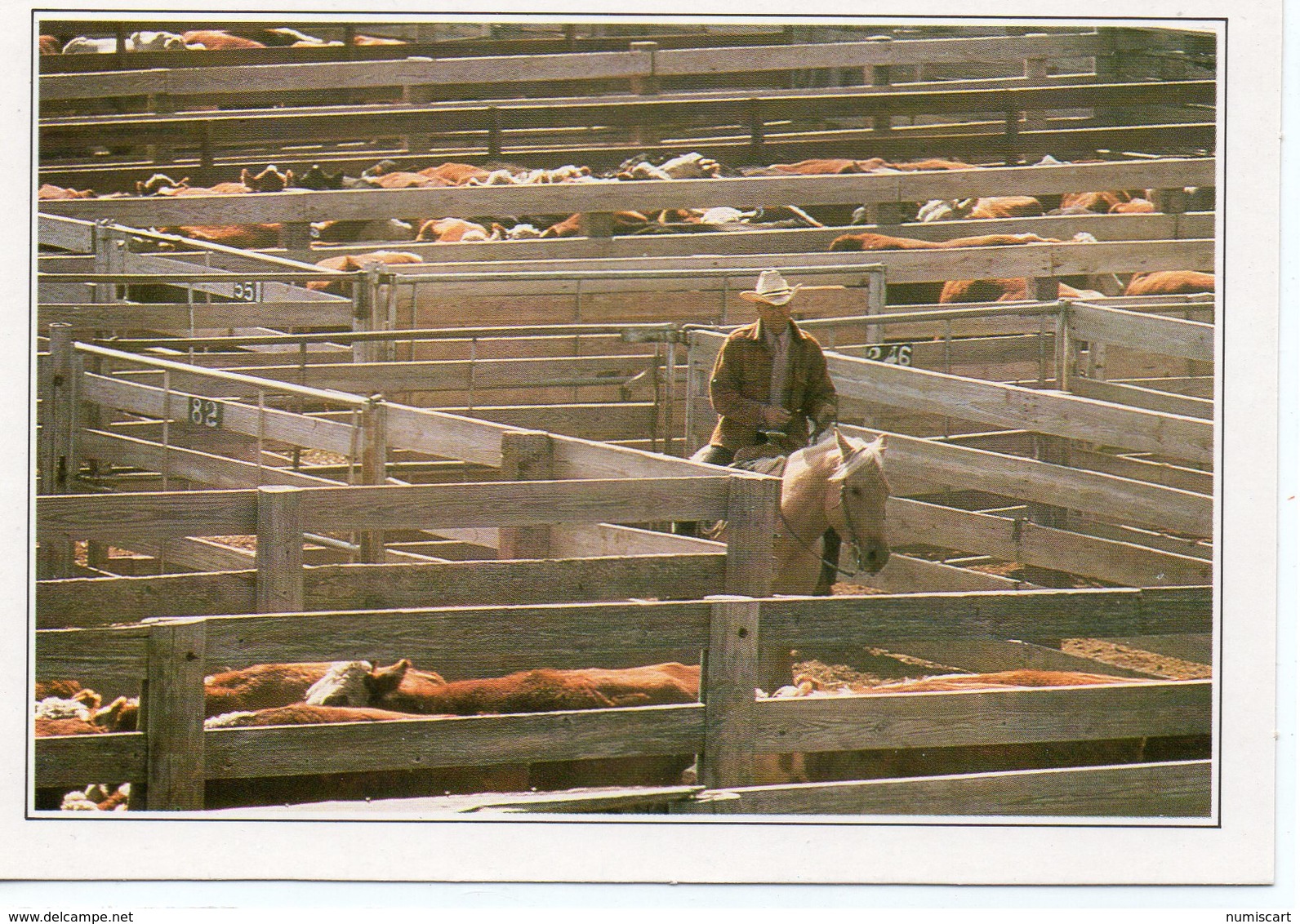 Amarillo Animé Troupeau Au Corral Cheval Cow-boy Texas - Amarillo