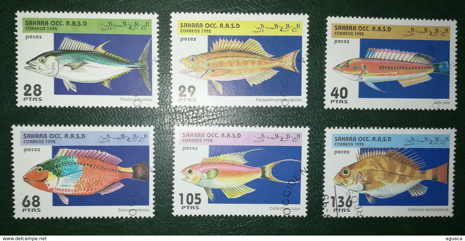 SAHARA OCCIDENTAL REPUBLICA SAHARAUI RASD 1995 PECES FISHES POISSONS - Fishes