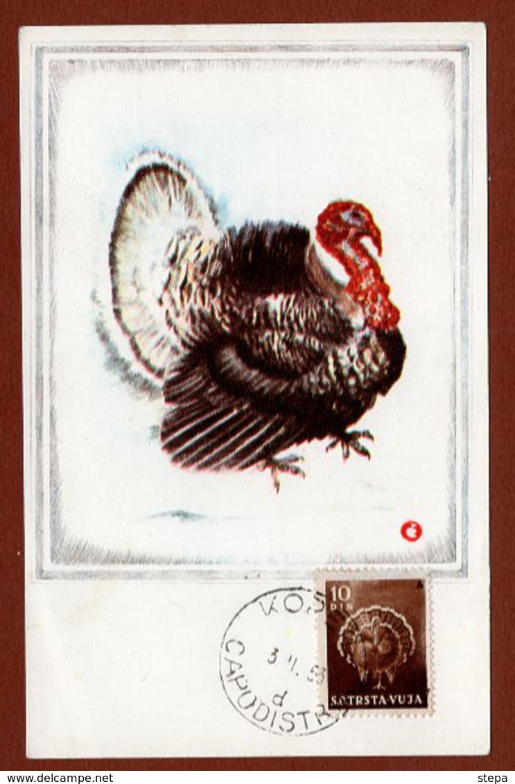 YUGOSLAVIA-SLOVENIA-ITALY, BIRD TURKEY, MAXIMUM CARD, MC, KOPER/CAPODISTRIA 1953 - Slovenia