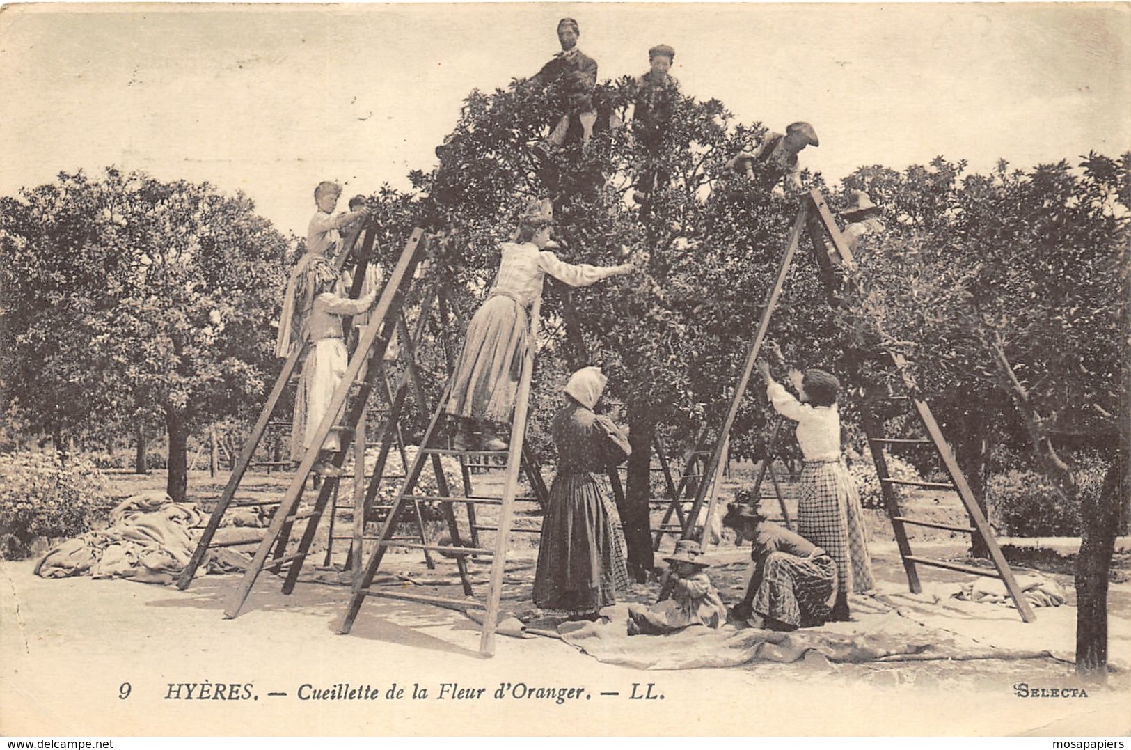 Hyères - Ceuillette De La Fleur D'Oranger - Hyeres