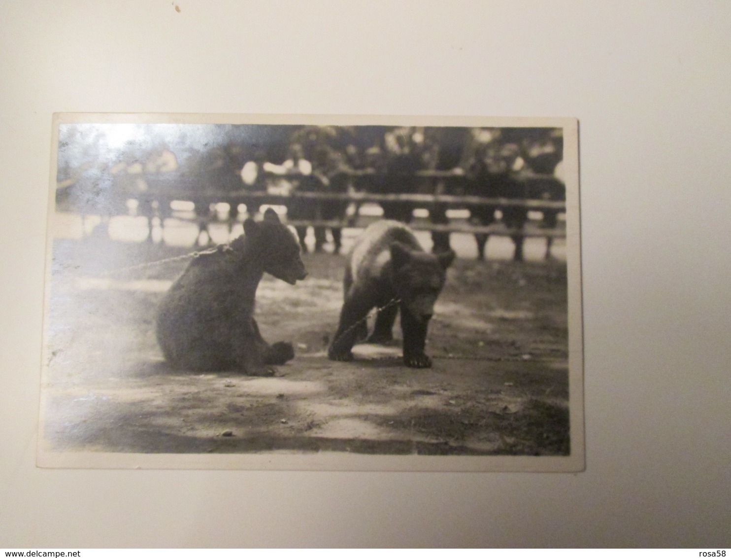 KARLSRUHE Stadgarten Junge Baren In Tierpark ZOO  Coppia Orsi - Karlsruhe