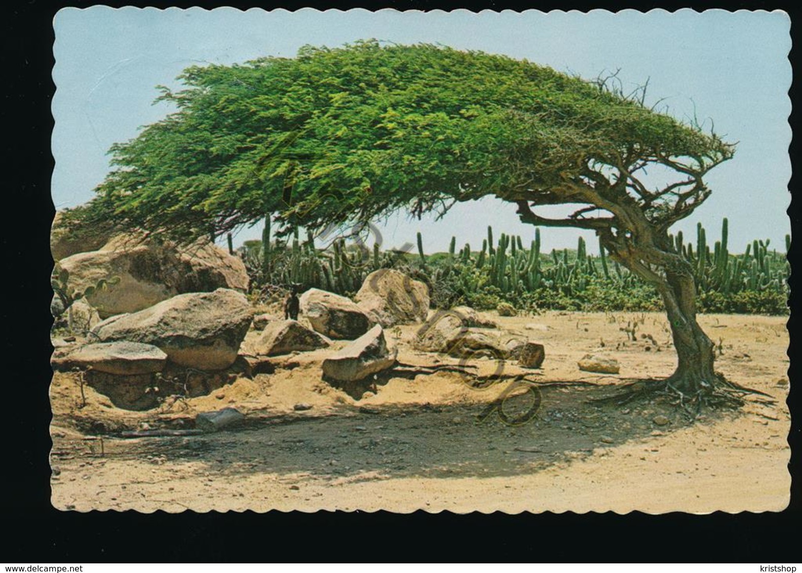 Aruba - The Famous Divi-Divi Tree [AA46-3.903 - Aruba