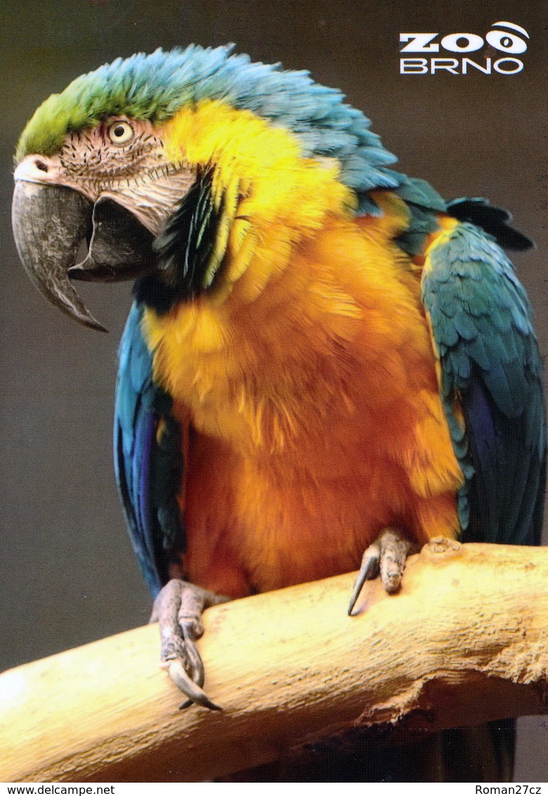 ZOO Brno, Czech Rep. - Blue And Yellow Macaw - Tchéquie