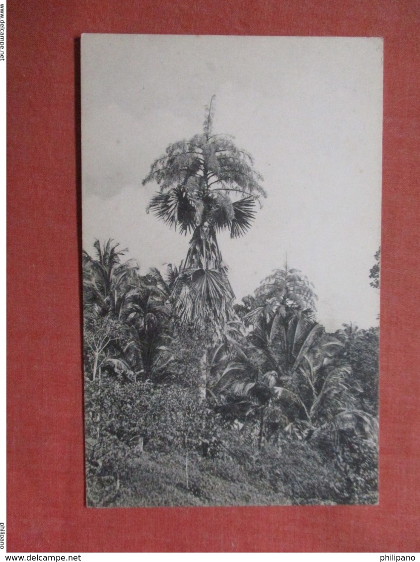 Tailpot Palms In Full Bloom  (Ceylon)  Ref 3773 - Sri Lanka (Ceylon)