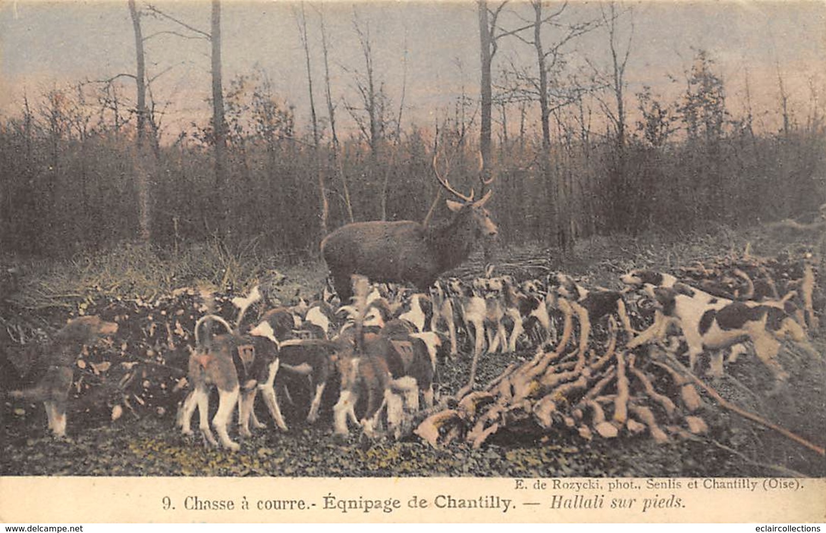 Chantilly       60      . Chasse A Courre    Hallali Sur Pieds       (voir Scan) - Chantilly