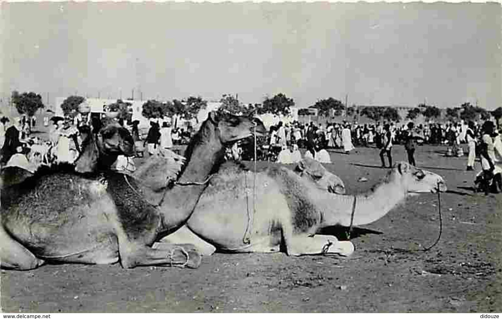 Niger - Niamey - Scène De Marché - Chameaux - Voyagée En 1954 - Voir Scans Recto-Verso - Niger