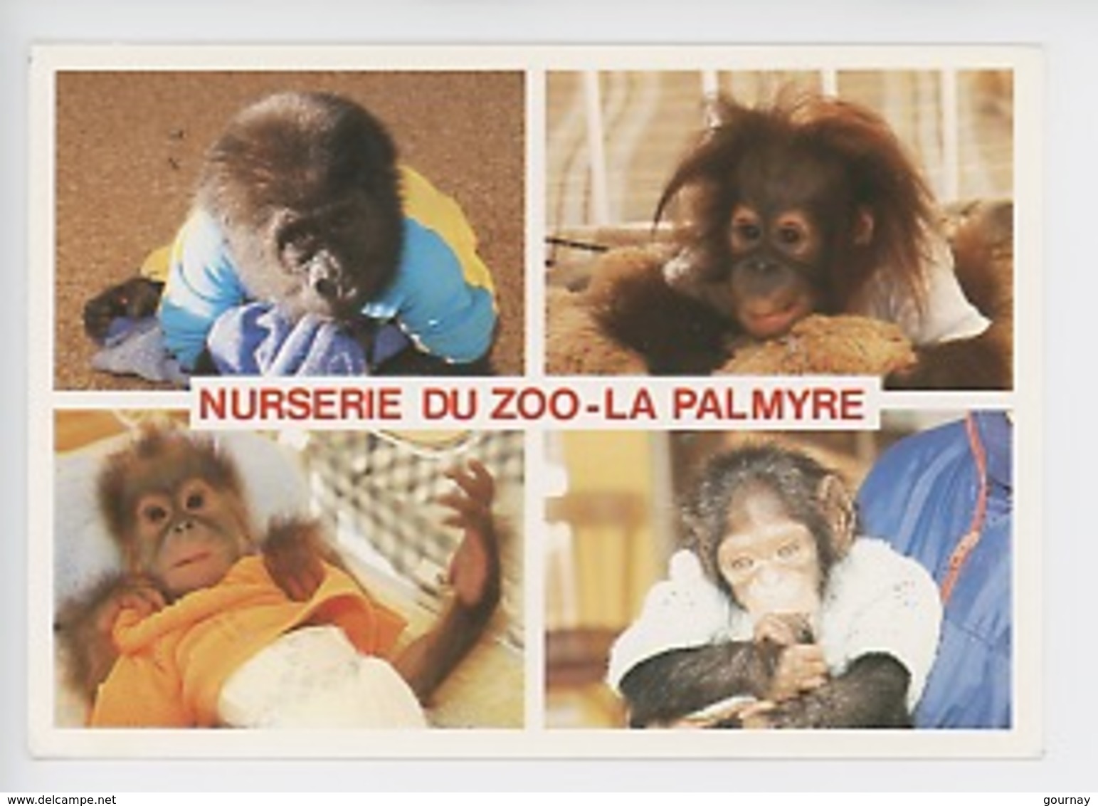 Bébé : Noël Gorille 1986, Yotto Et Samy Orang Outang 1987, Lili Chimpanzé 1987 Nurserie Zoo Palmyre - Singes