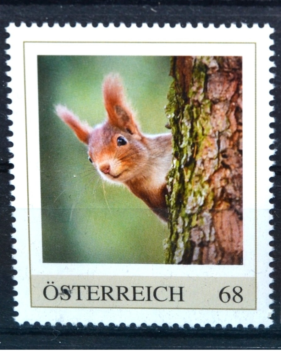 Ph847 Eichhörnchen, Squirrel, Ecureuil, Ardilla, Scoiattolo, Tiere, AT 2017 ** - Other & Unclassified