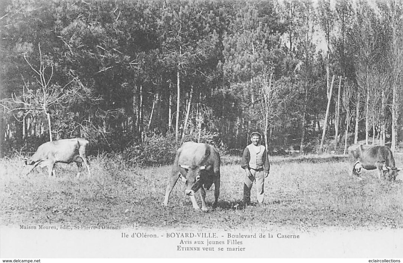 Ile D'Oléron. Boyardville       17     Boulevard De La Caserne.Etienne Gardant Ses Vaches.     (voir Scan) - Ile D'Oléron