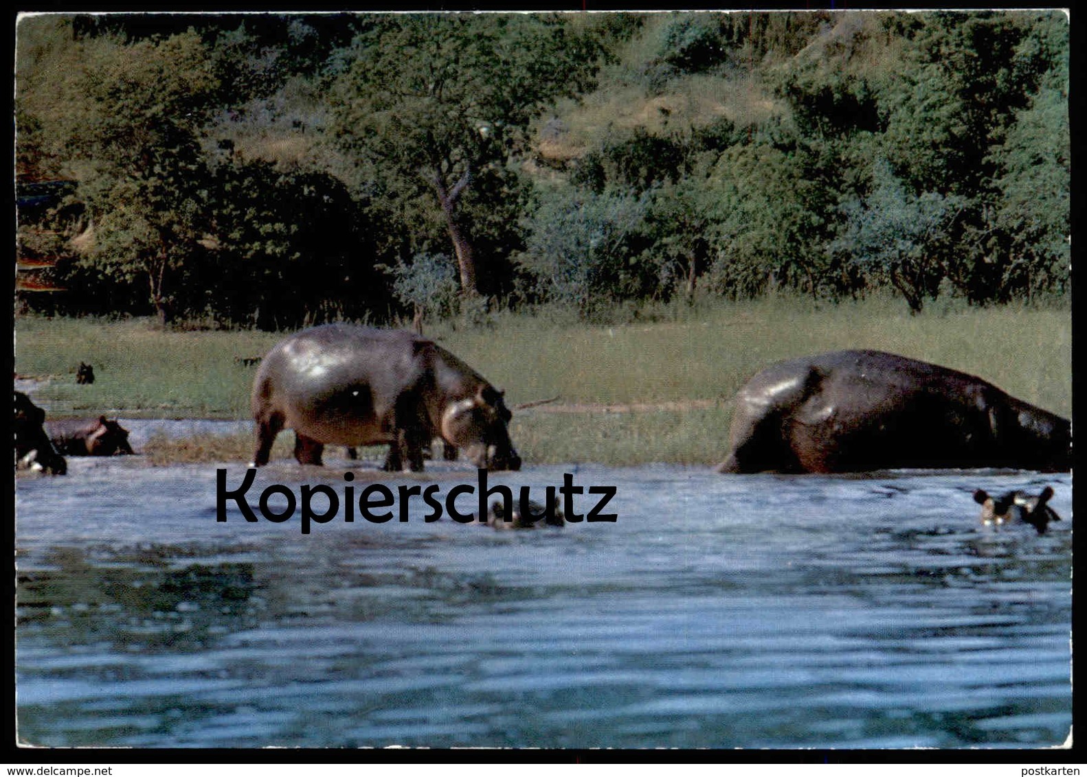 ÄLTERE POSTKARTE HIPPOS TANZANIA FLUSSPFERD FLUSSPFERDE AFRICAN WILD LIFE Hippo Nilpferd Afrika Africa Hippopotame Cpa - Flusspferde