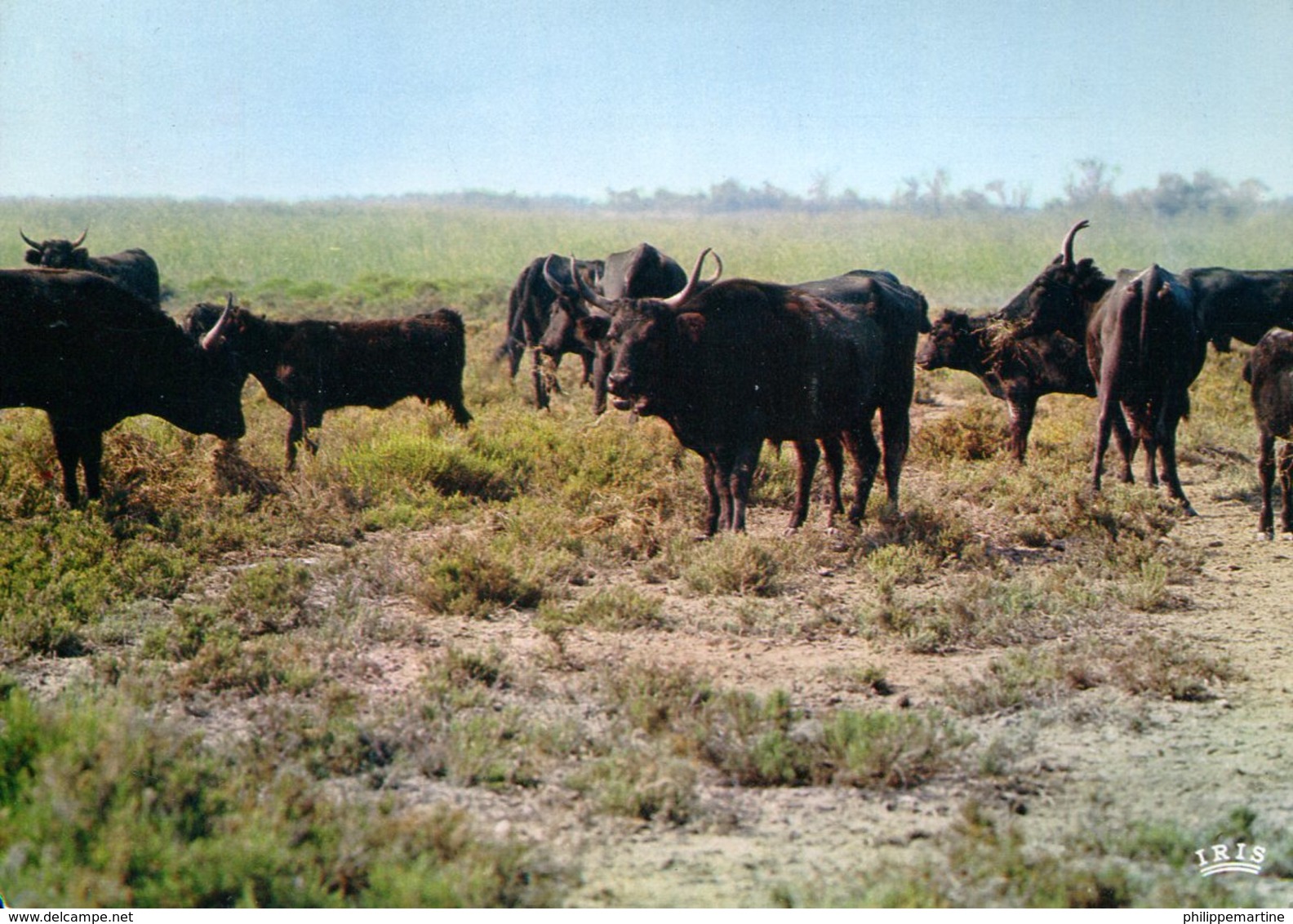 En Camargue Avec Les Gardians : Manade De Taureaux Sauvages - Stieren