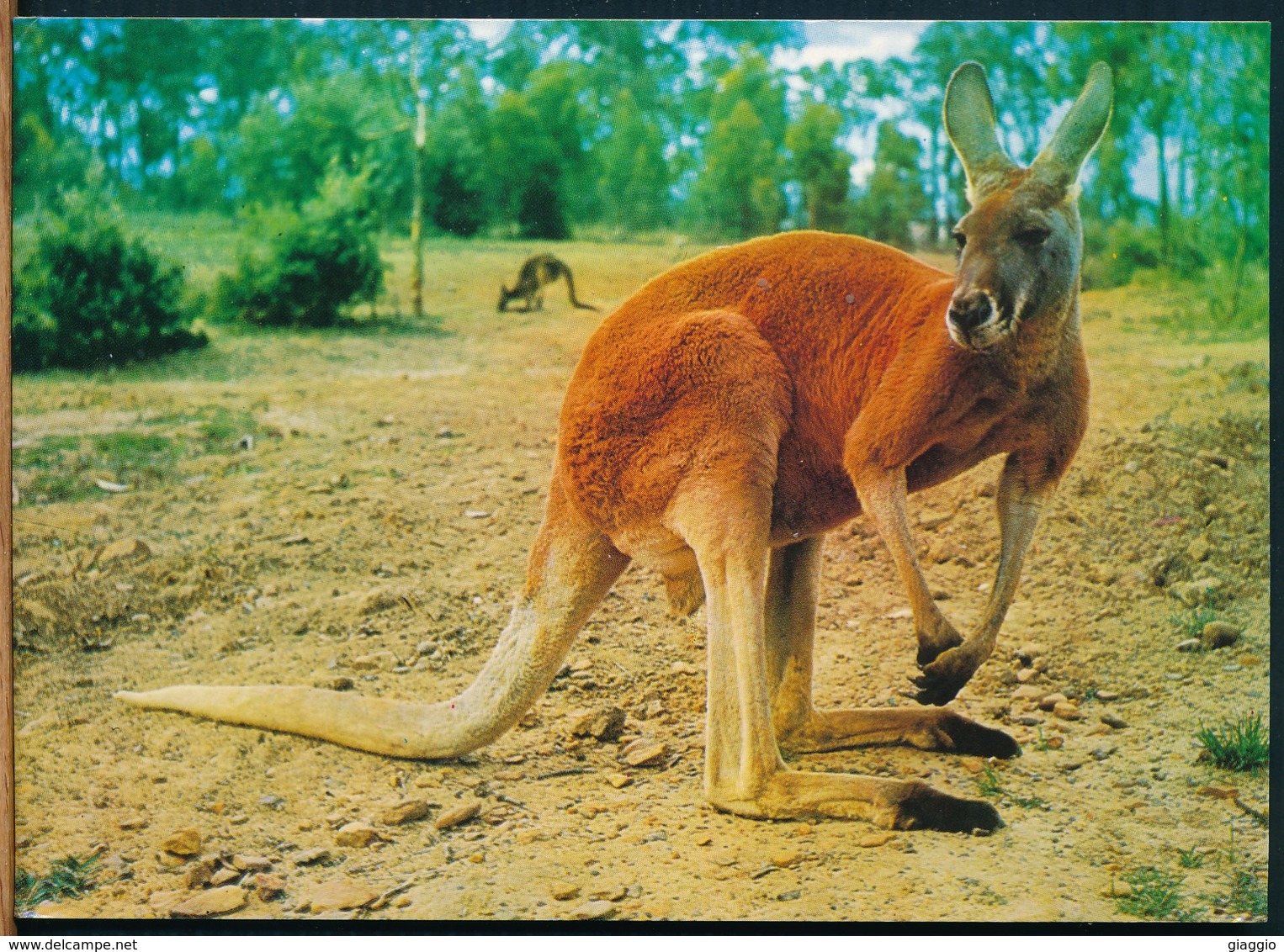 °°° 14791 - AUSTRALIA - RED KANGAROO - With Stamps °°° - Altri & Non Classificati