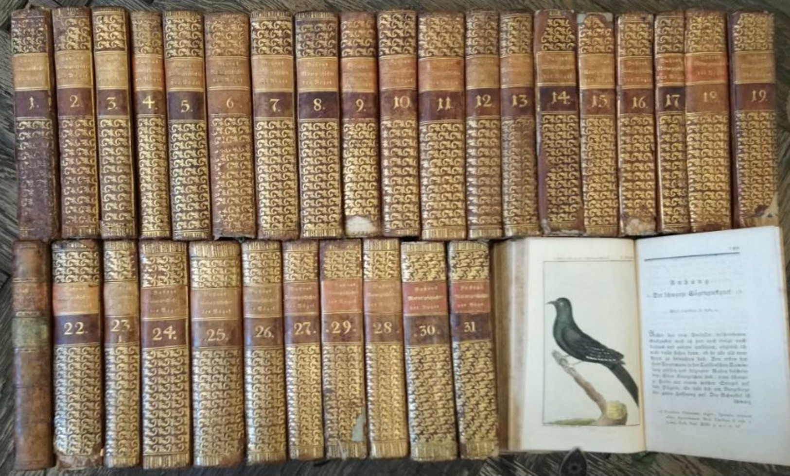 Herrn Von Buffons Naturgeschichte Der Vögel - 31 Bände. - Old Books