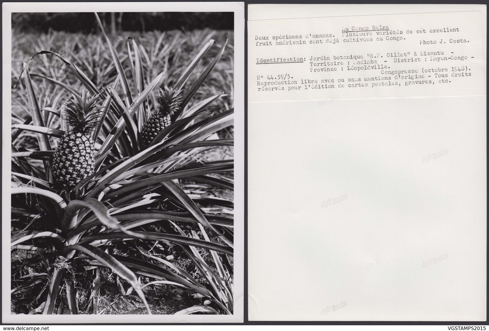 CONGO BELGE PHOTOS J.COSTA (24X18 Cm) 1946 "JARDIN BOTANIQUE "LADIMBA (7G) DC-5220 - Afrique