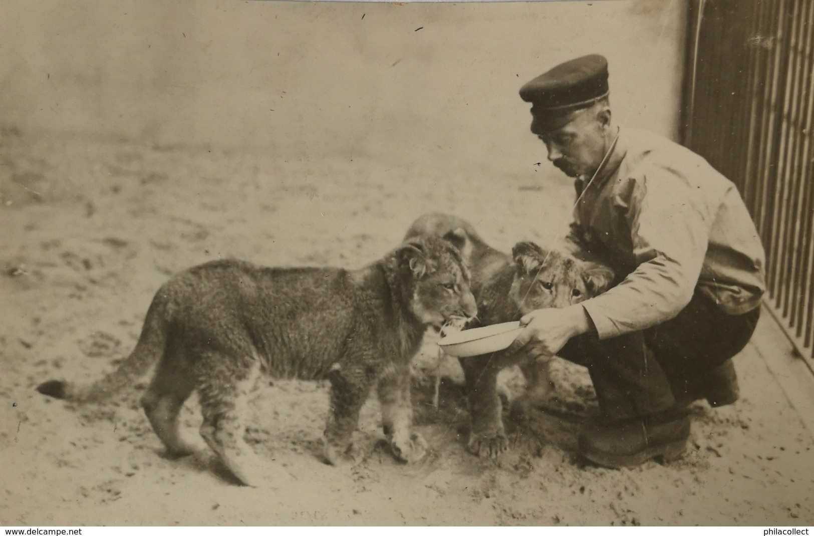 Amsterdam Artis (Zoo) (waarschijnlijk) FOTOKAART Welpen Met Verzorger 1934 Met Handstempel J. Vlieger Uitgever /zeldzaam - Amsterdam