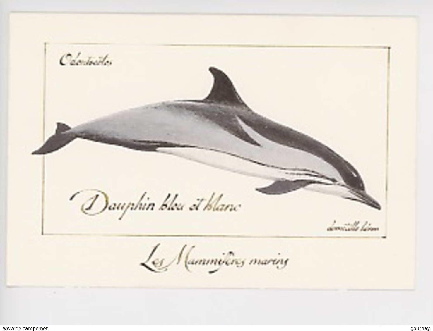 Domitille Heron Illustrateur : Dauphin Bleu Et Blanc, Odontocètes, Mammifères Marins (cp Vierge) - Dauphins