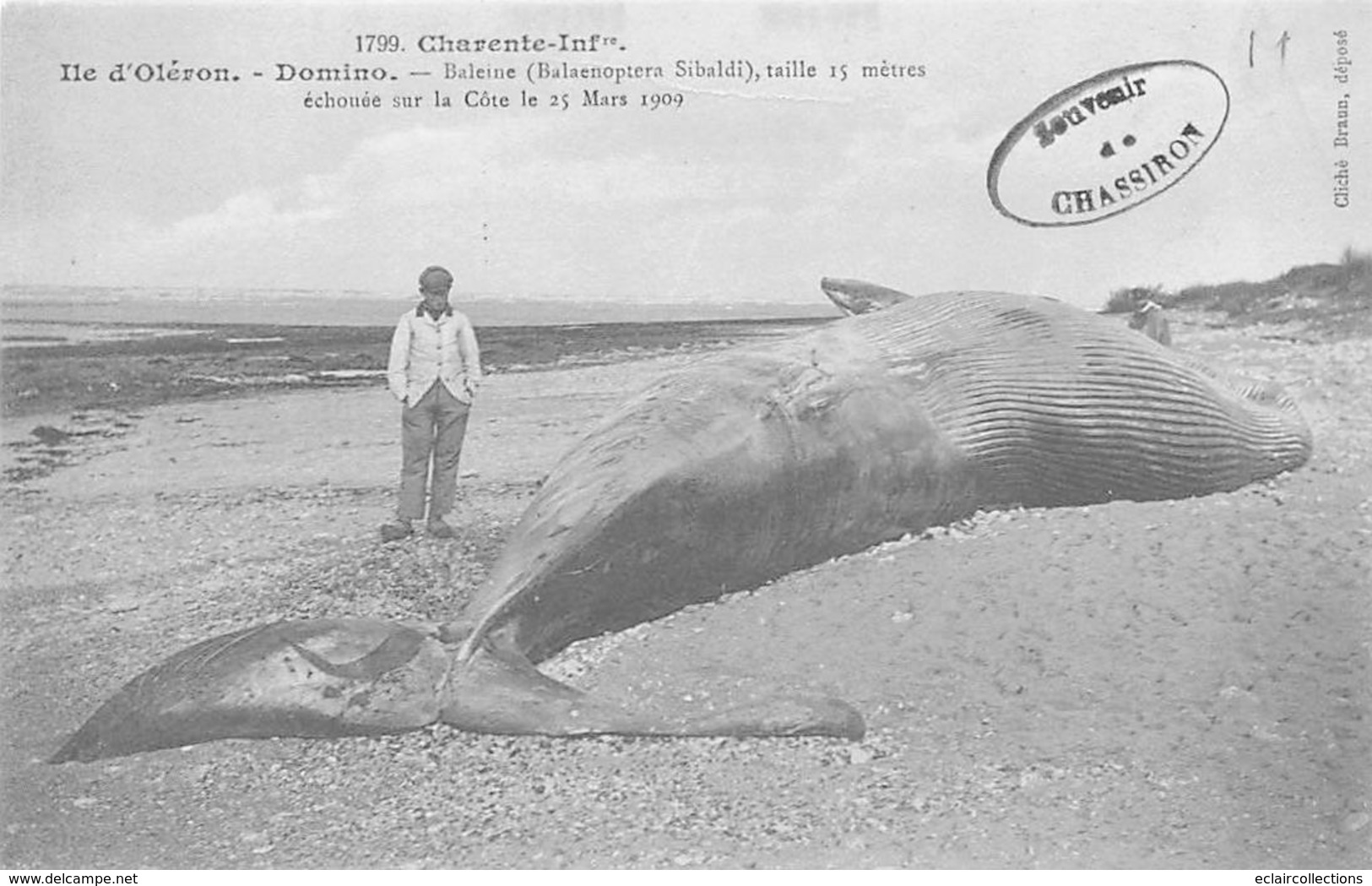 Ile D'Oléron.  Domino       17     Baleine échouée Mars 1909    (voir Scan) - Ile D'Oléron