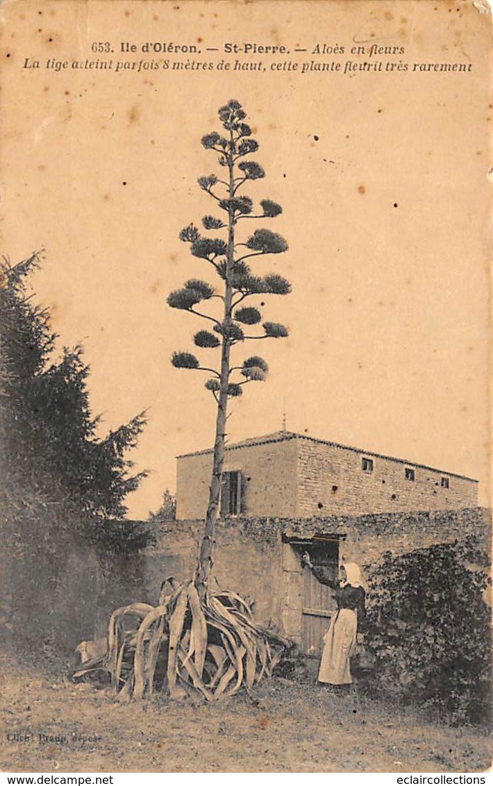 Ile D'Oléron.    St Pierre  D'Oléron    17      Aloés En Fleurs Dans Une Propriété    (voir Scan) - Ile D'Oléron