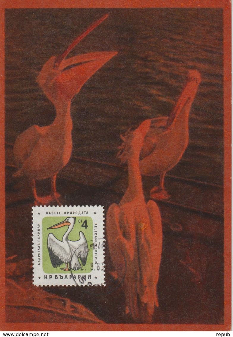 Bulgarie Carte Maximum Oiseaux 1961 Pélican 1061 - Brieven En Documenten