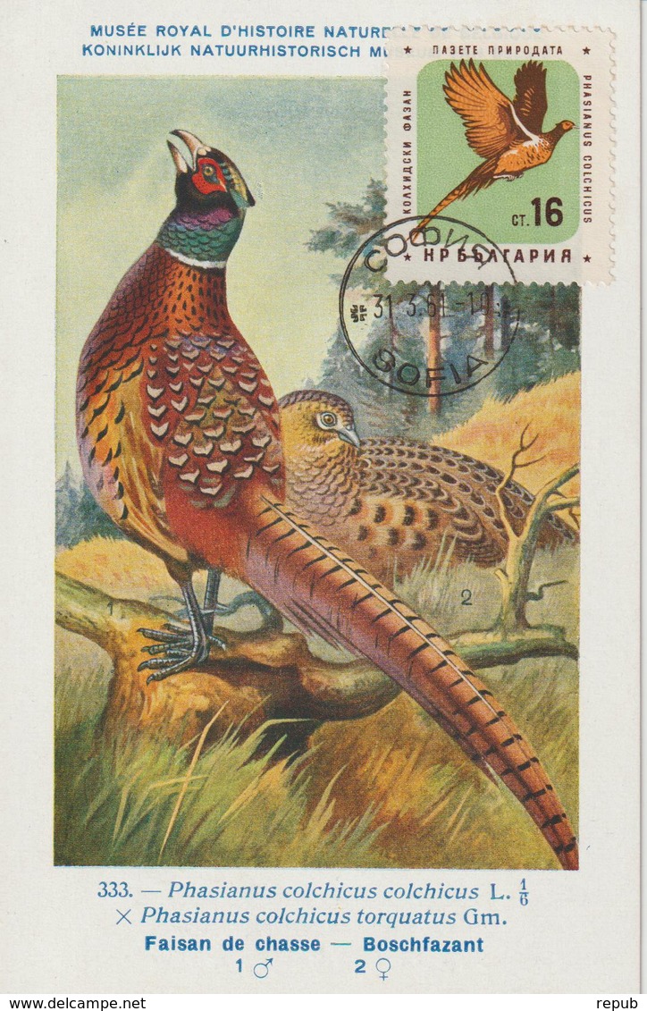 Bulgarie Carte Maximum Oiseaux 1961 Faisan 1062 - Storia Postale