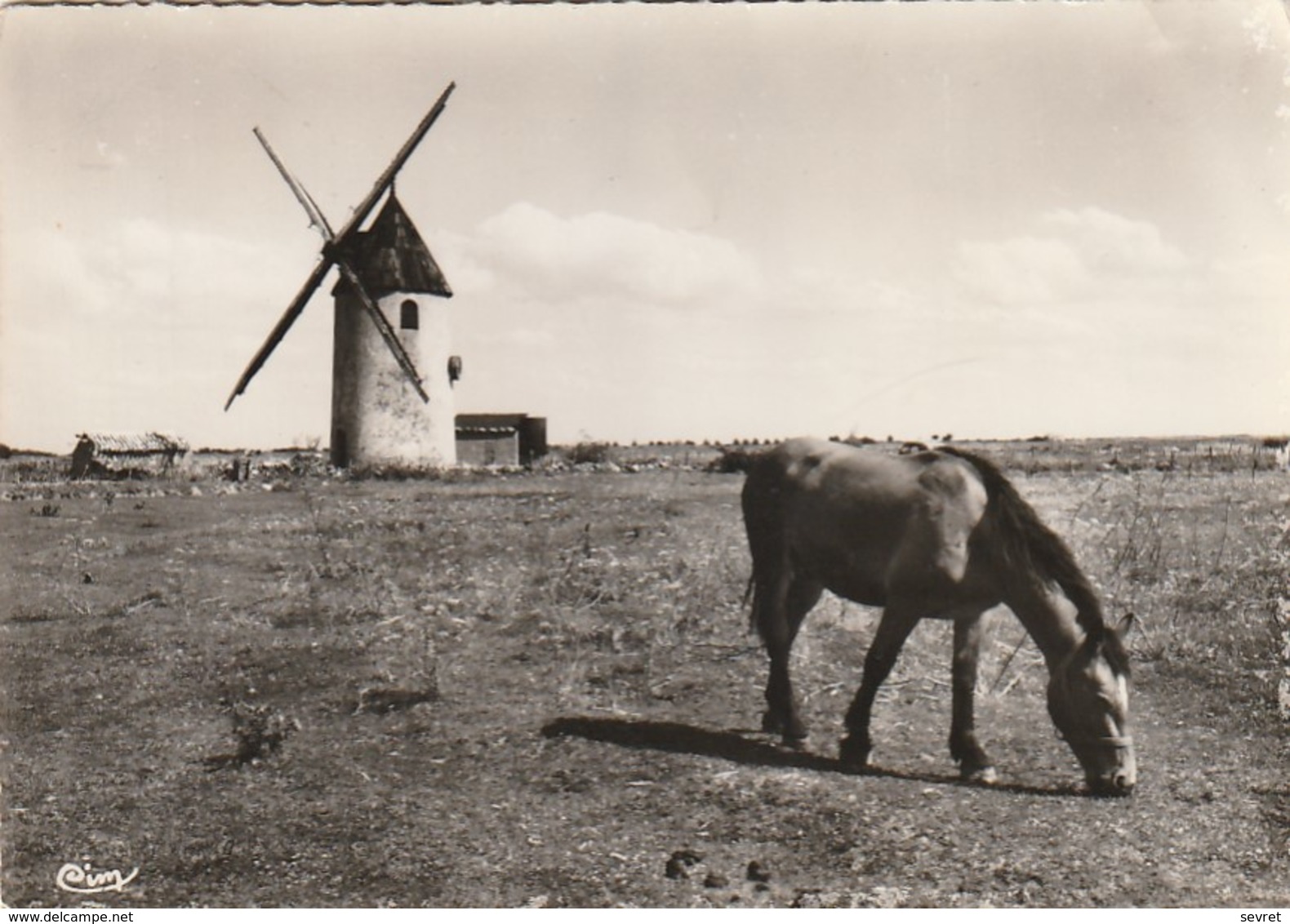 NOIRMOUTIER. - BARBATRE. Cheval Broutant Devant Le Moulin . CPM  Dentelée - Noirmoutier