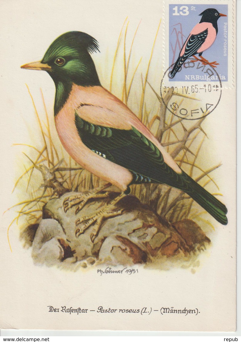 Bulgarie Carte Maximum Oiseaux 1965 Martin Roselin 1321 - Storia Postale
