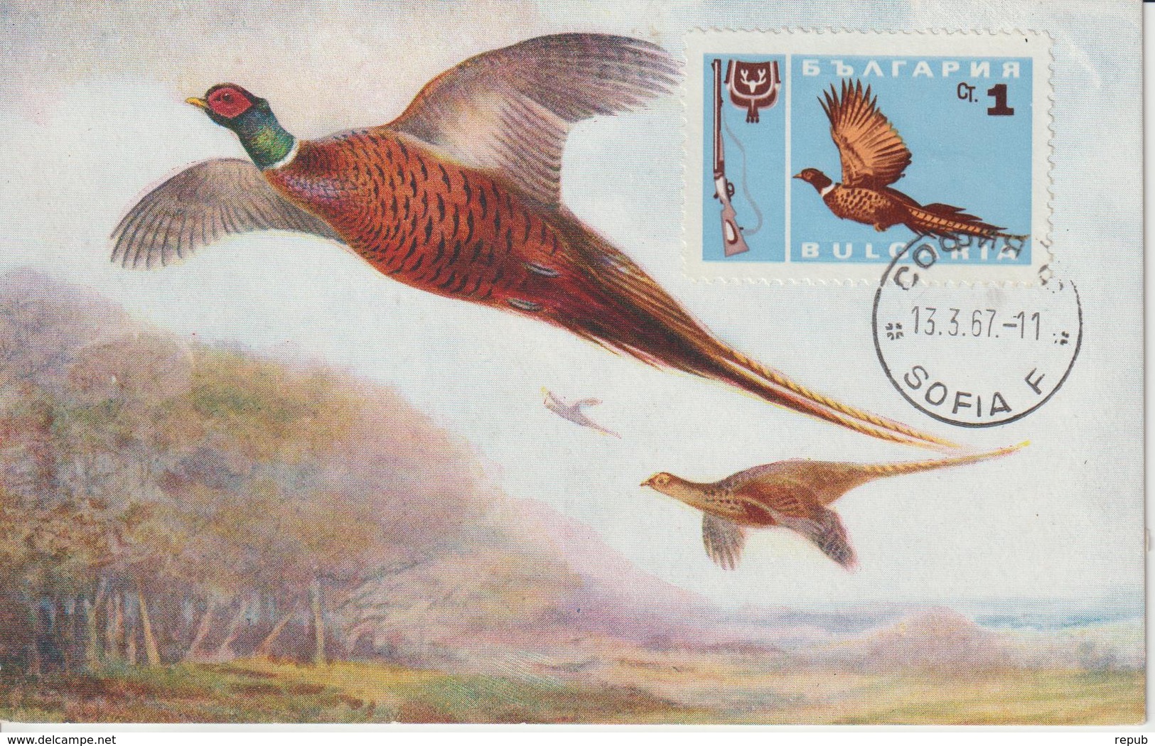 Bulgarie Carte Maximum Oiseaux 1967 Faisan 1483 - Covers & Documents