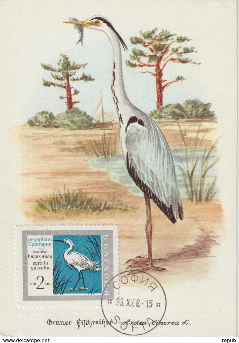 Bulgarie Carte Maximum Oiseaux 1968 Aigrette 1628 - Storia Postale