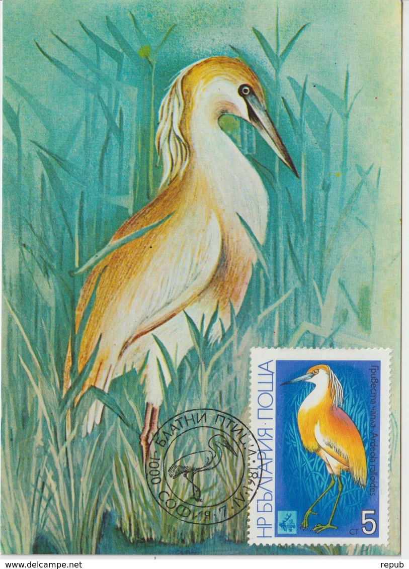 Bulgarie Carte Maximum Oiseaux 1981 Ardeola 2617 - Lettres & Documents