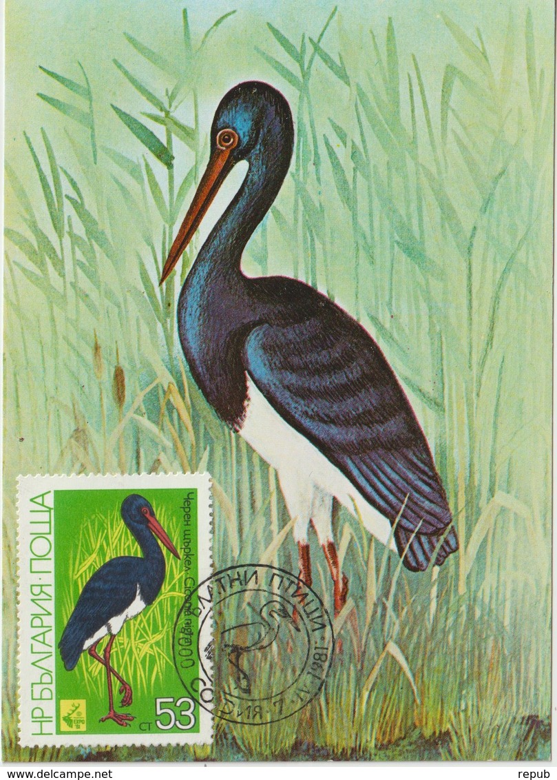 Bulgarie Carte Maximum Oiseaux 1981 Ciconia 2621 - Briefe U. Dokumente