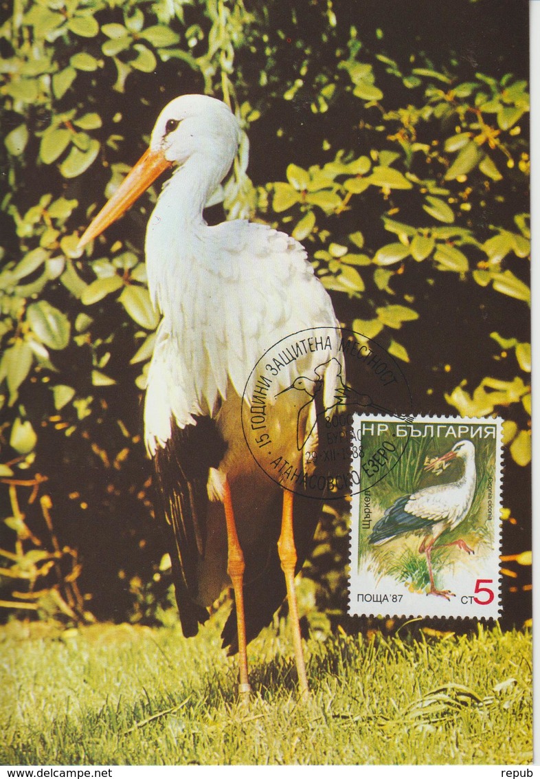 Bulgarie Carte Maximum Oiseaux 1988 Cigogne 3223 - Covers & Documents