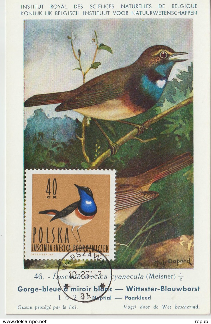 Pologne Carte Maximum Oiseaux 1964 Gorge Bleue 1348 - Cartoline Maximum