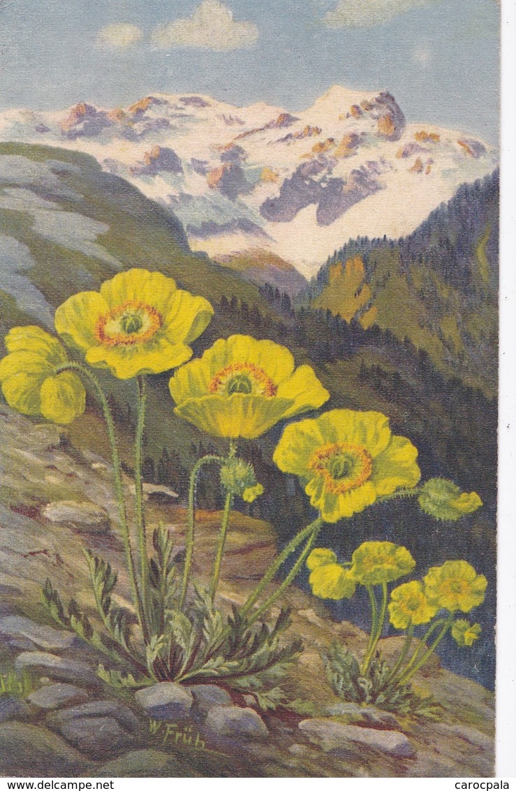 Carte 1920 Signée W.  Fruh Fleurs De Montagne :papaver Rhaeticum Leresche - Fiori