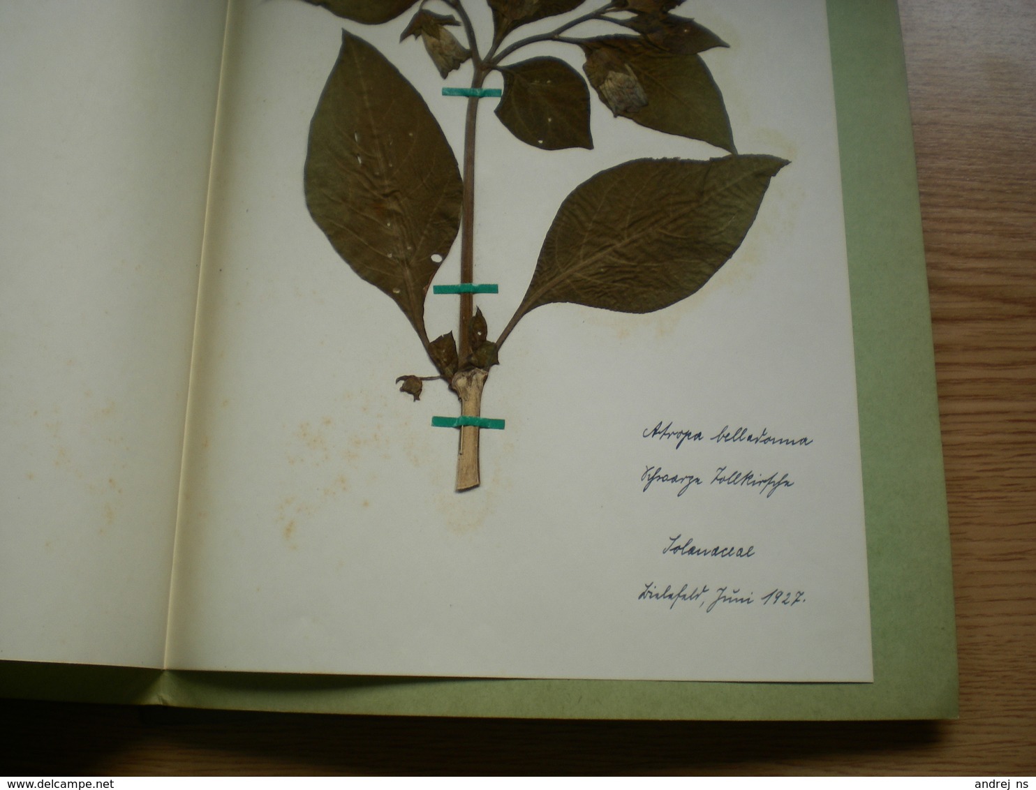 Old Herbarium Solanaceae 1927 - Altri & Non Classificati