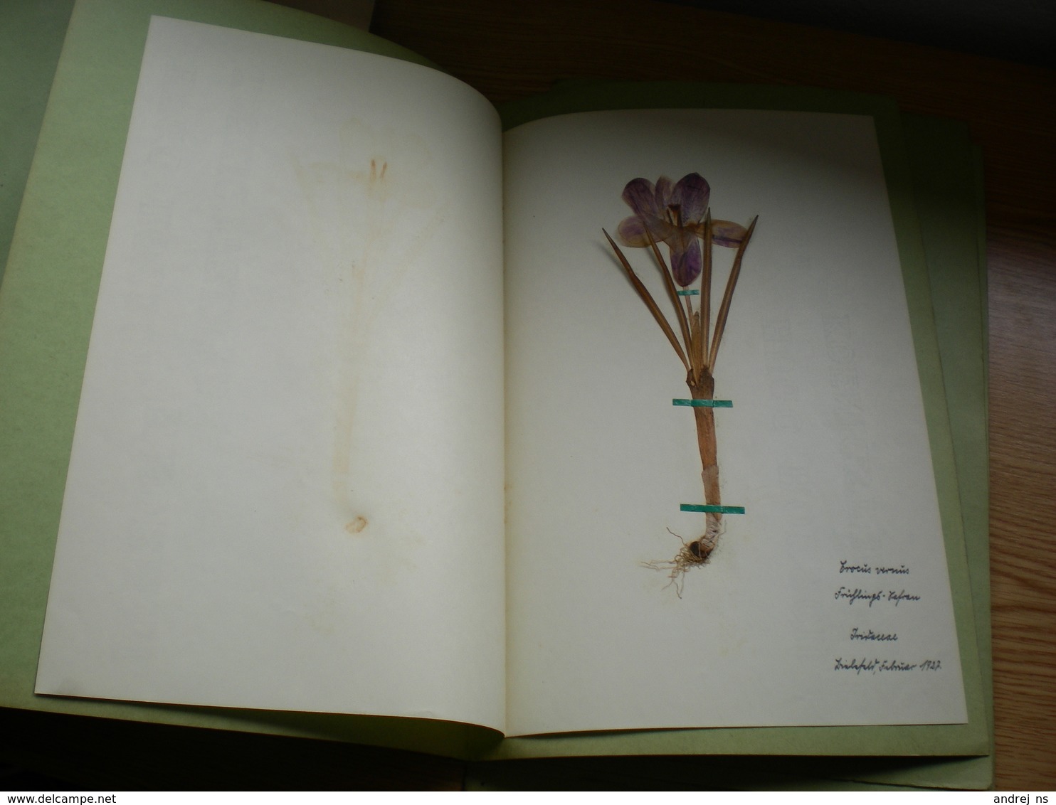 Old Herbarium Amaryllidaceae 1927 - Other & Unclassified