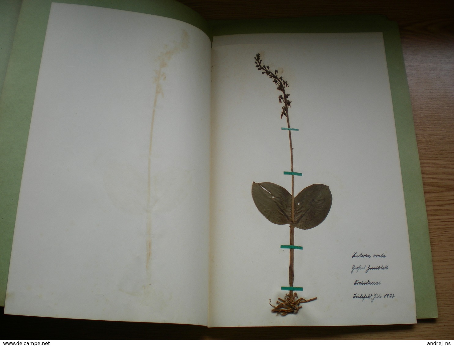 Old Herbarium Orcidaceae 1927 3 Flowers - Other & Unclassified